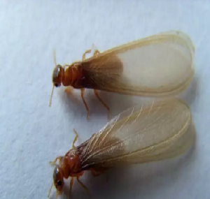 石排白蚁防治：有翅膀的蚂蚁是白蚁吗