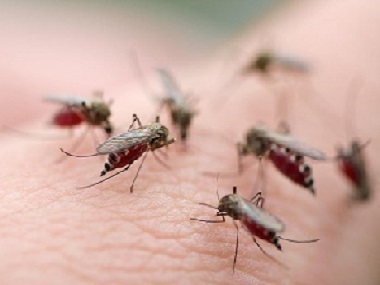东莞四害消杀公司分享4个灭蚊蝇驱蚊蝇的实用小妙招