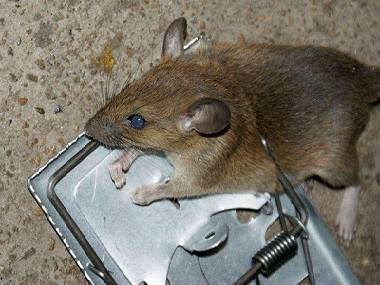 东莞除四害公司捕鼠笼灭鼠工具应该布置在什么位置
