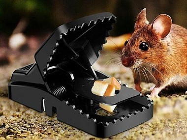 石排杀虫灭鼠公司农家乐预防老鼠的办法