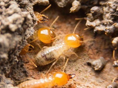 石碣防治白蚁公司白蚁危害主要有哪些方面
