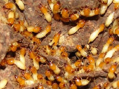 小区有白蚁危害，物业喷药能杀死白蚁吗？