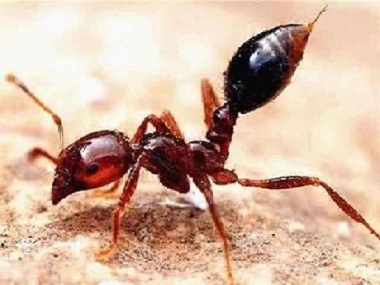 虎门预防白蚁中心告诉你发现红火蚁的处置方法