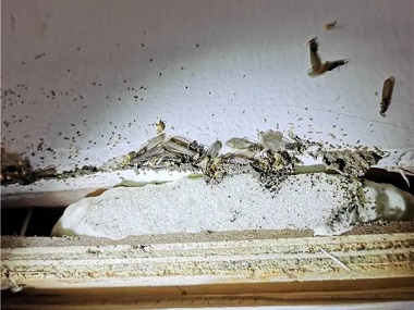 寮步白蚁防治新房屋发生白蚁危害是什么原因