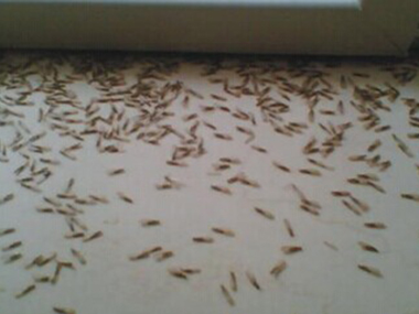 东城白蚁灭治提醒您有白蚁飞进你的家，千万要留意了