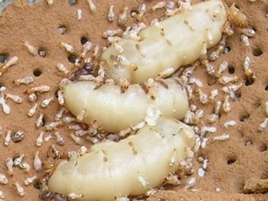 万江白蚁防治公司旧房屋发现白蚁危害，消灭白蚁的方法
