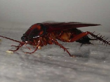 石龙镇杀虫灭鼠告诉你家里有蟑螂怎样消灭