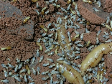 横沥白蚁灭治消灭白蚁有什么有效方法