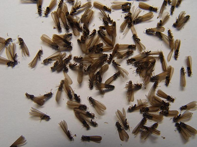 樟木头白蚁防治公司辨别白蚁和蚂蚁（繁衍蚁）小技巧