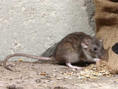 塘厦除虫灭鼠中心家里有老鼠怎么办？教你驱鼠好方法