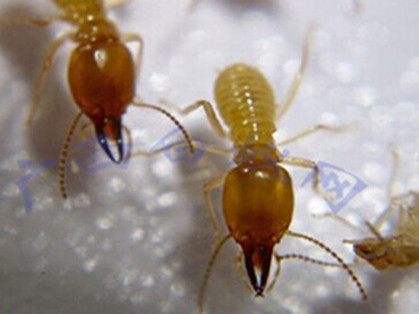 东莞治白蚂蚁中心如何进行白蚁的防治