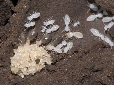 东莞白蚁备案机构家庭室内防治白蚁的方法