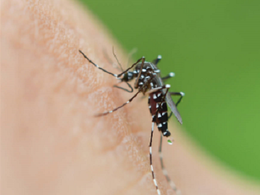 虎门杀虫灭蚊站分享4个方法消灭蚊虫驱蚊子