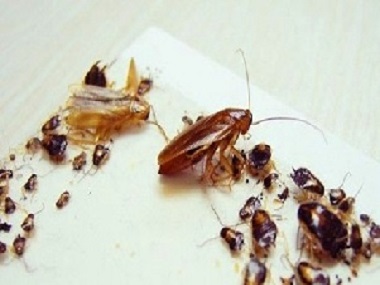 虎门害虫防控站趁着冬季，如何提早预防蟑螂