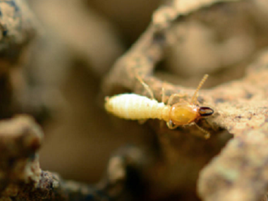 沙田白蚁防治站：白蚁的危害及防治方法