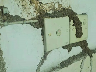 虎门蚁害防治公司该如何灭治房屋建筑中的白蚁