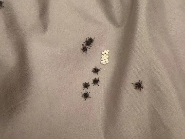 谢岗虫害消杀公司床上有臭虫怎么办？