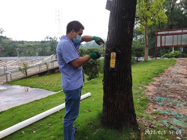 茶山白蚁预防中心树木白蚁侵害科学灭蚁、长效防控处理策略